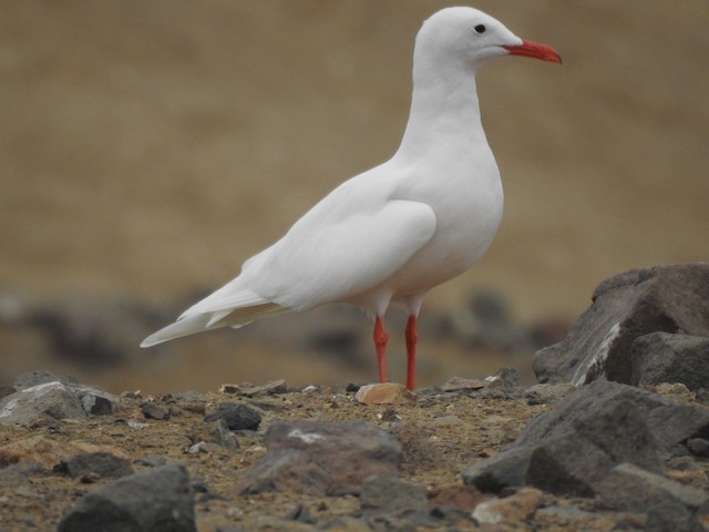 Fully leucistic lateral view. - Gray Gull - 