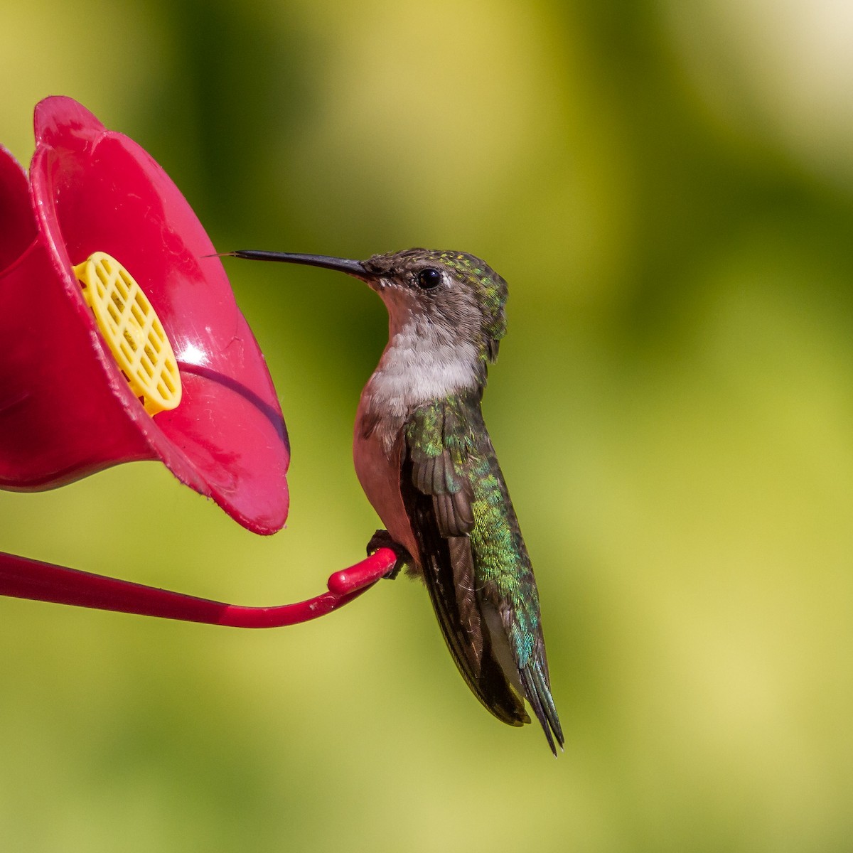 Ruby-throated Hummingbird - Bruce Gates