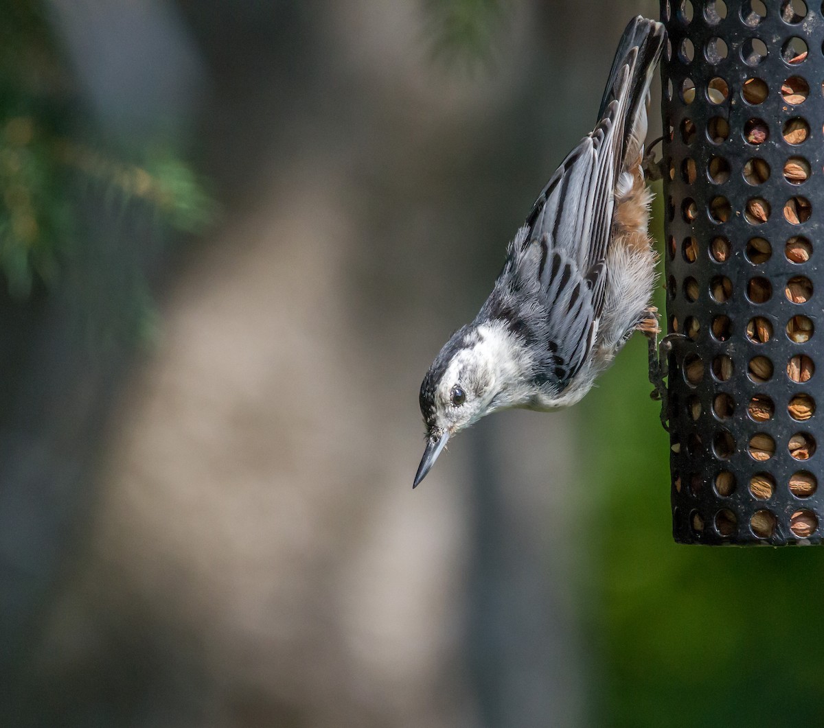 White-breasted Nuthatch - ML111107431