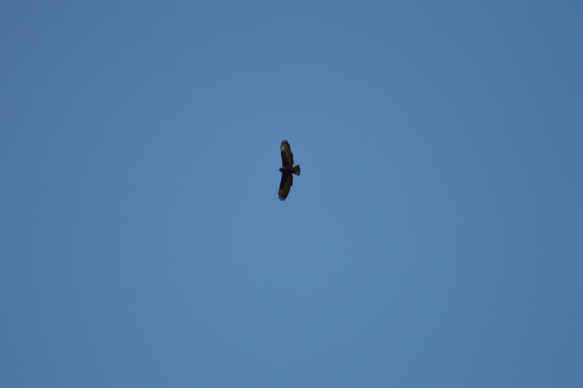 Short-tailed Hawk - John Faragher