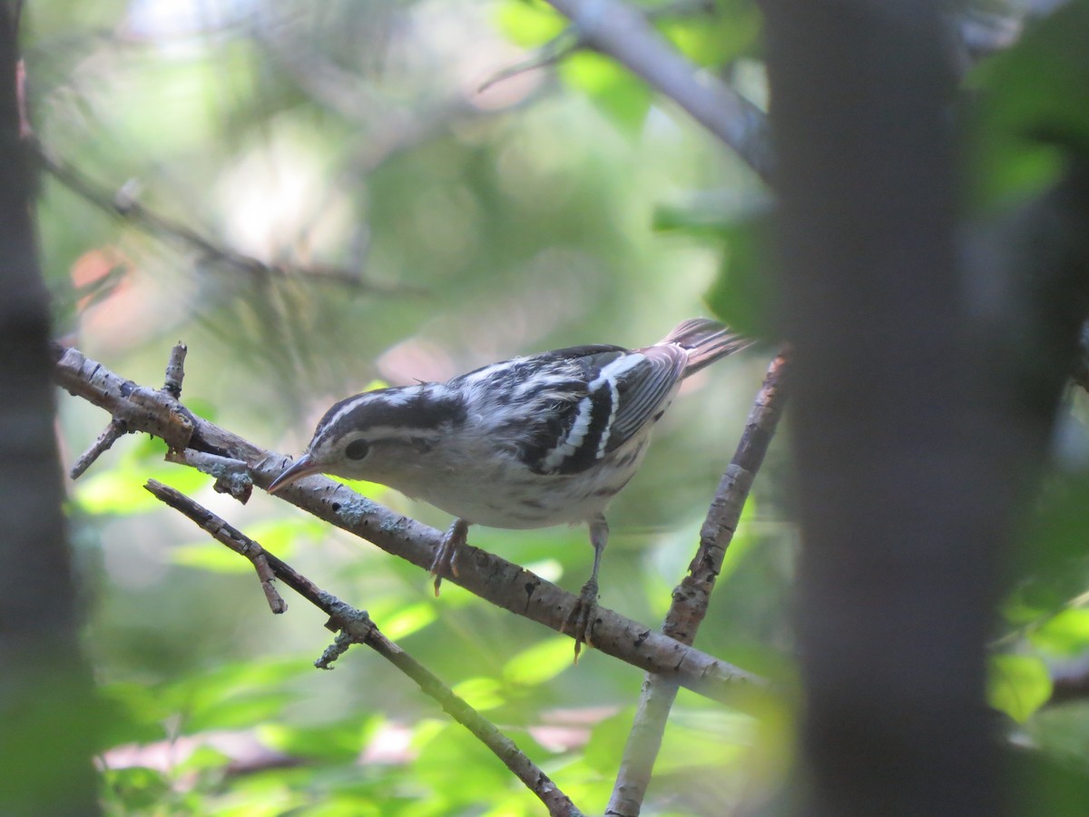 Black-and-white Warbler - Tom Wheatley