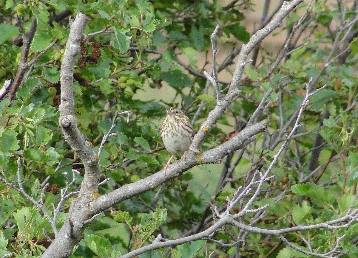 Savannah Sparrow - ML111111541