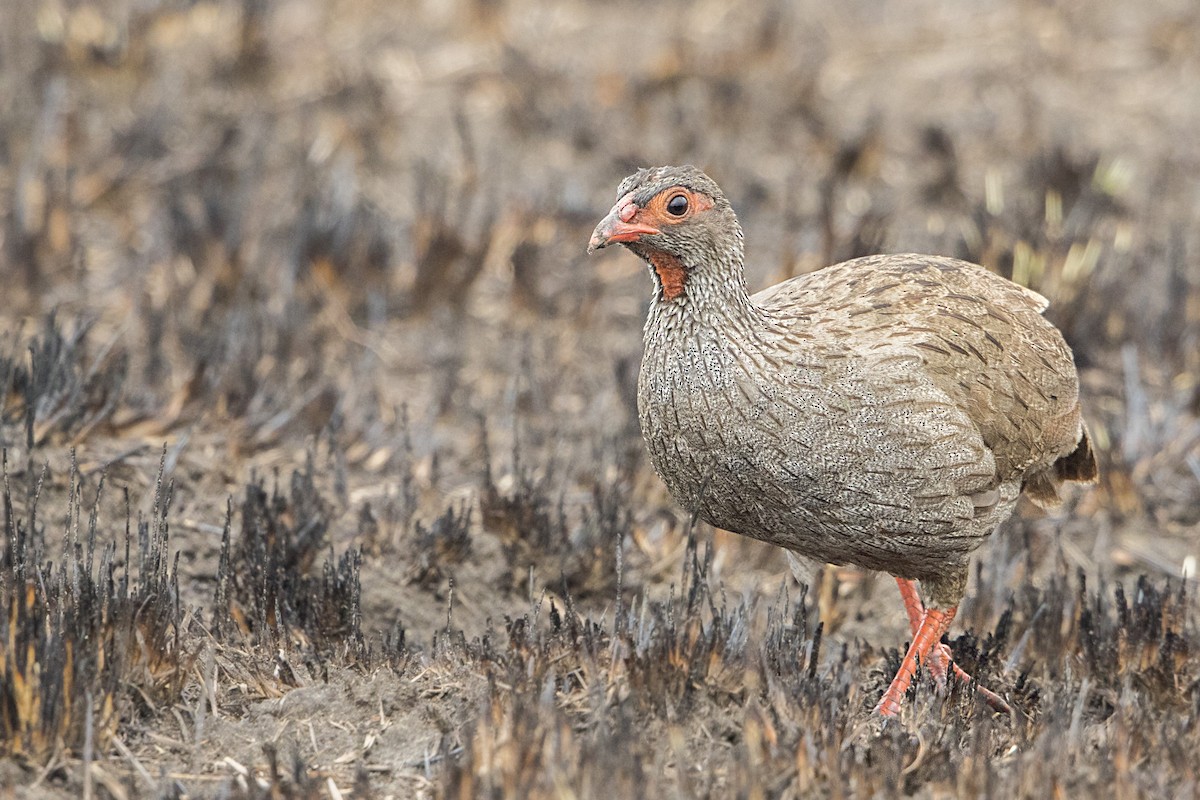 Red-necked Francolin - ML111112931