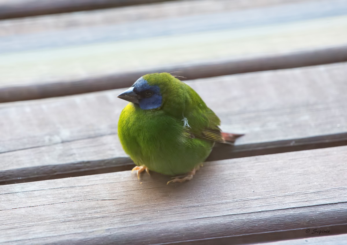 Blue-faced Parrotfinch - Shailesh Pinto