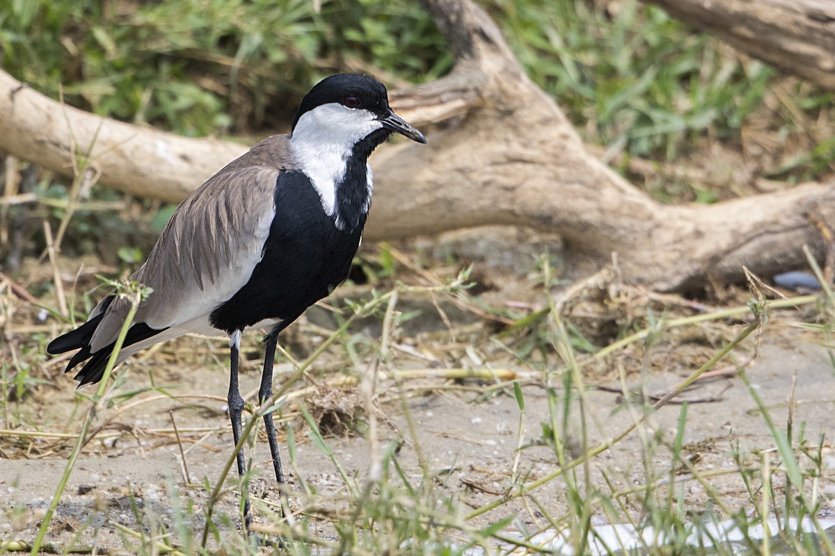 Spur-winged Lapwing - ML111113091