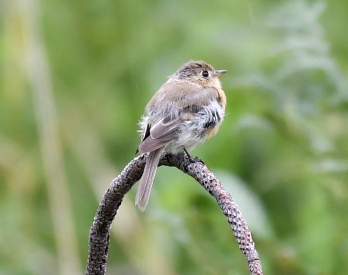 Buff-breasted Flycatcher - Mary McSparen