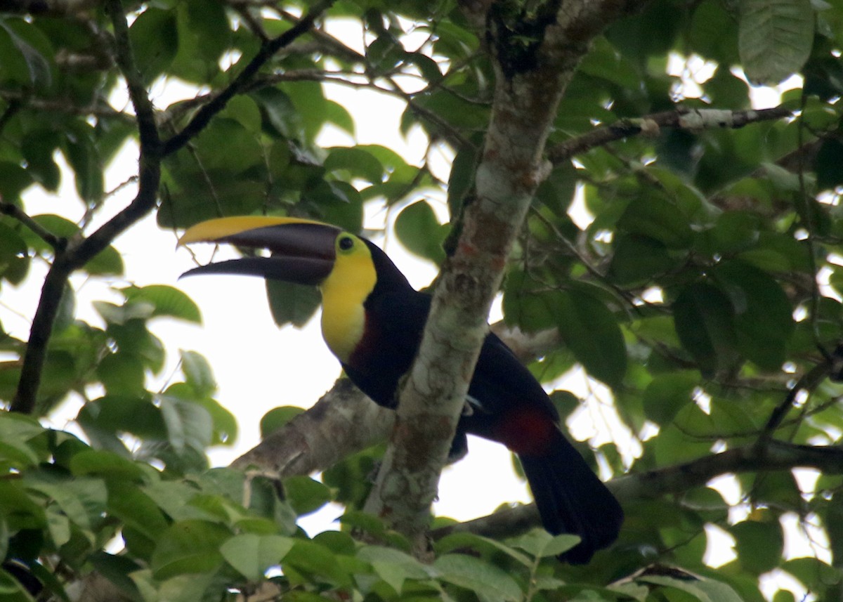Yellow-throated Toucan - Angela Conry