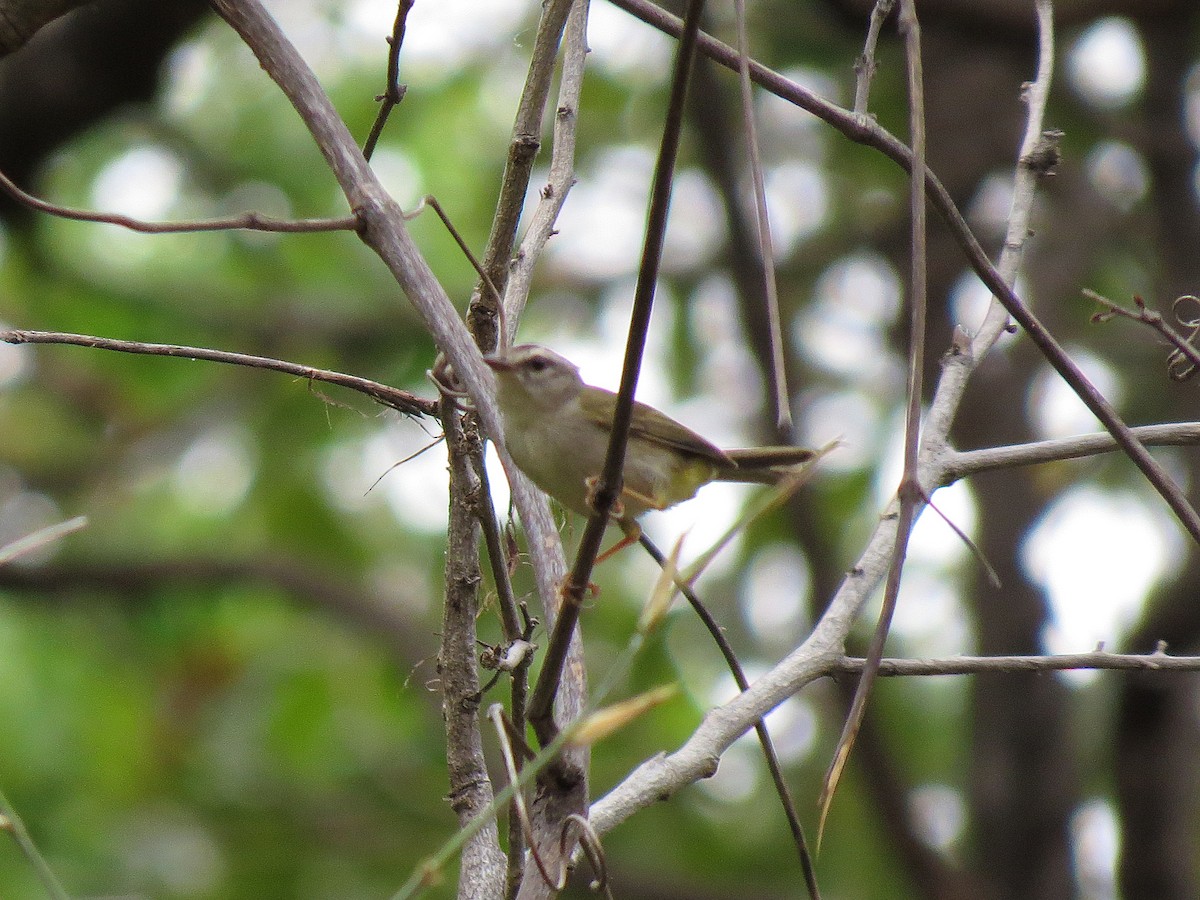 Golden-crowned Warbler (White-bellied) - ML111122331