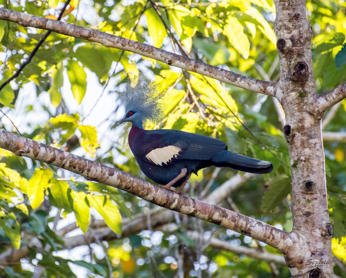 Sclater's Crowned-Pigeon - Shailesh Pinto