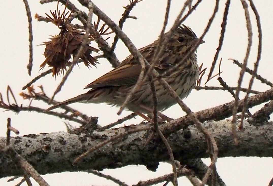 Savannah Sparrow - ML111122831