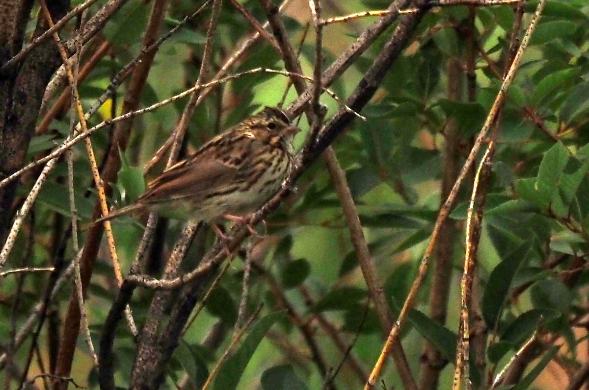 Savannah Sparrow - ML111122981