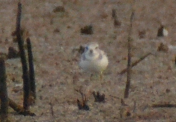 Piping Plover - ML111123851