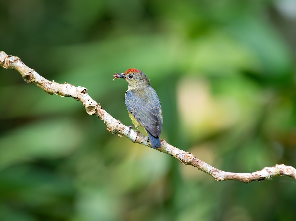 Red-capped Flowerpecker - Shailesh Pinto