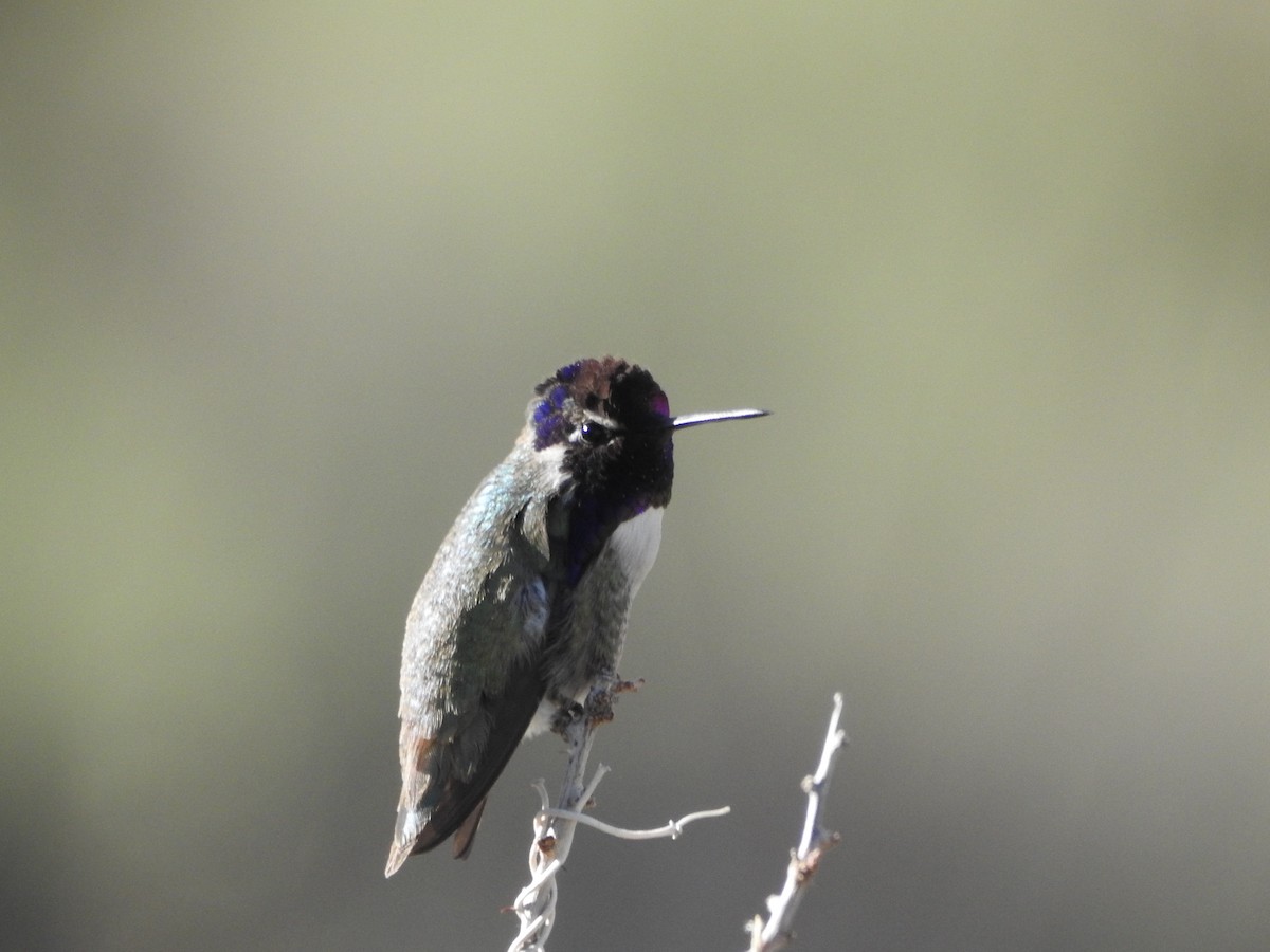 Costa's Hummingbird - D/P    Sanford
