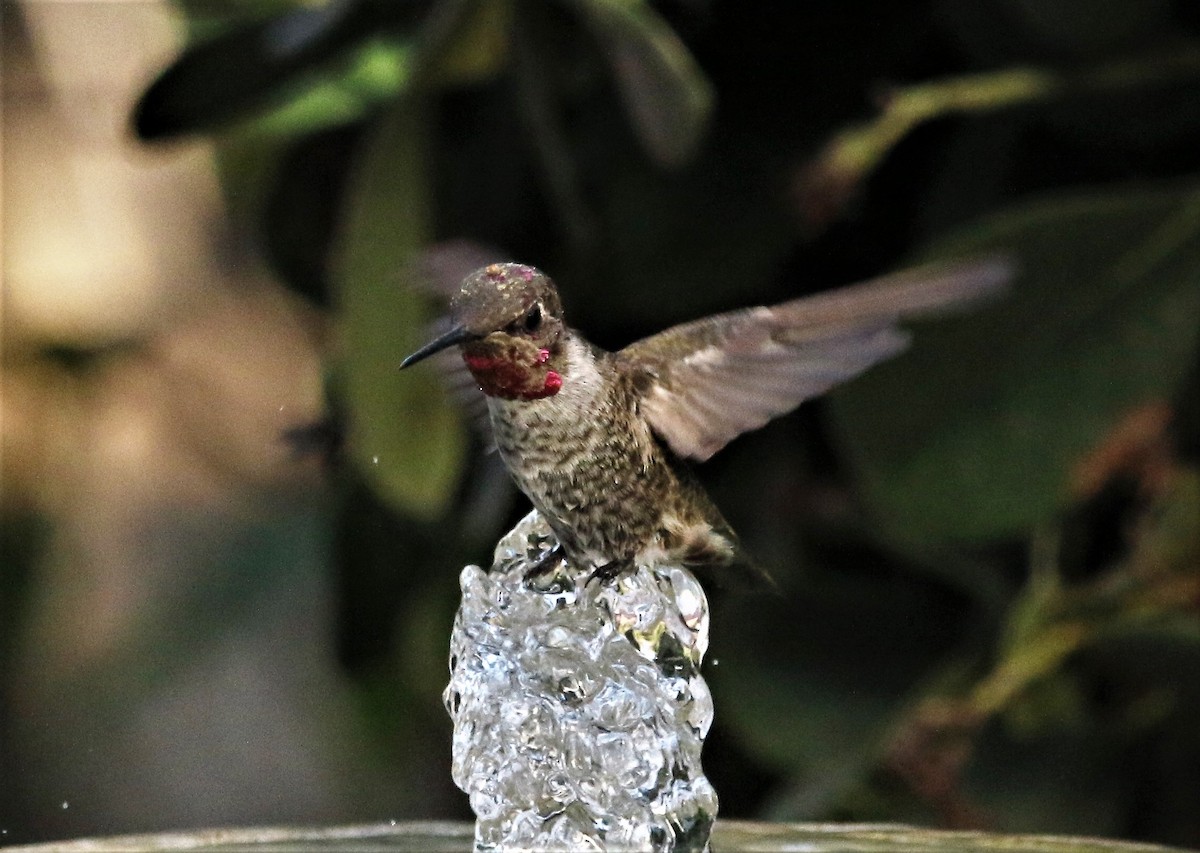 Anna's Hummingbird - Ann Vaughan