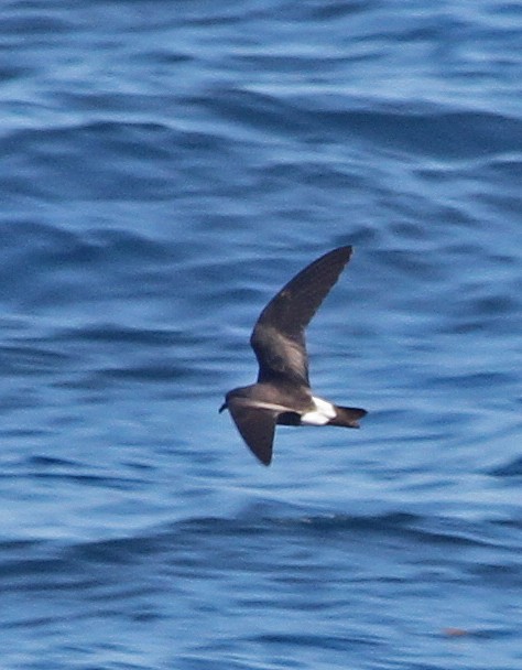 Townsend's Storm-Petrel - Anonymous