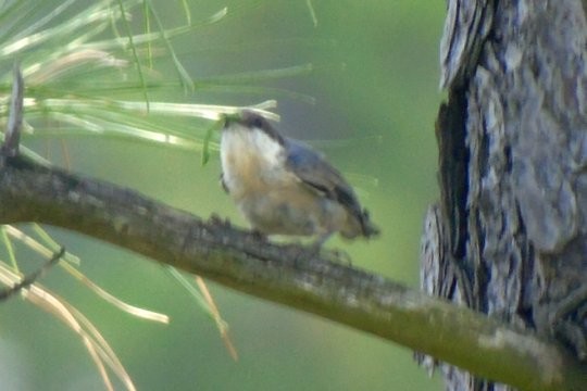 Brown-headed Nuthatch - Larry Neily