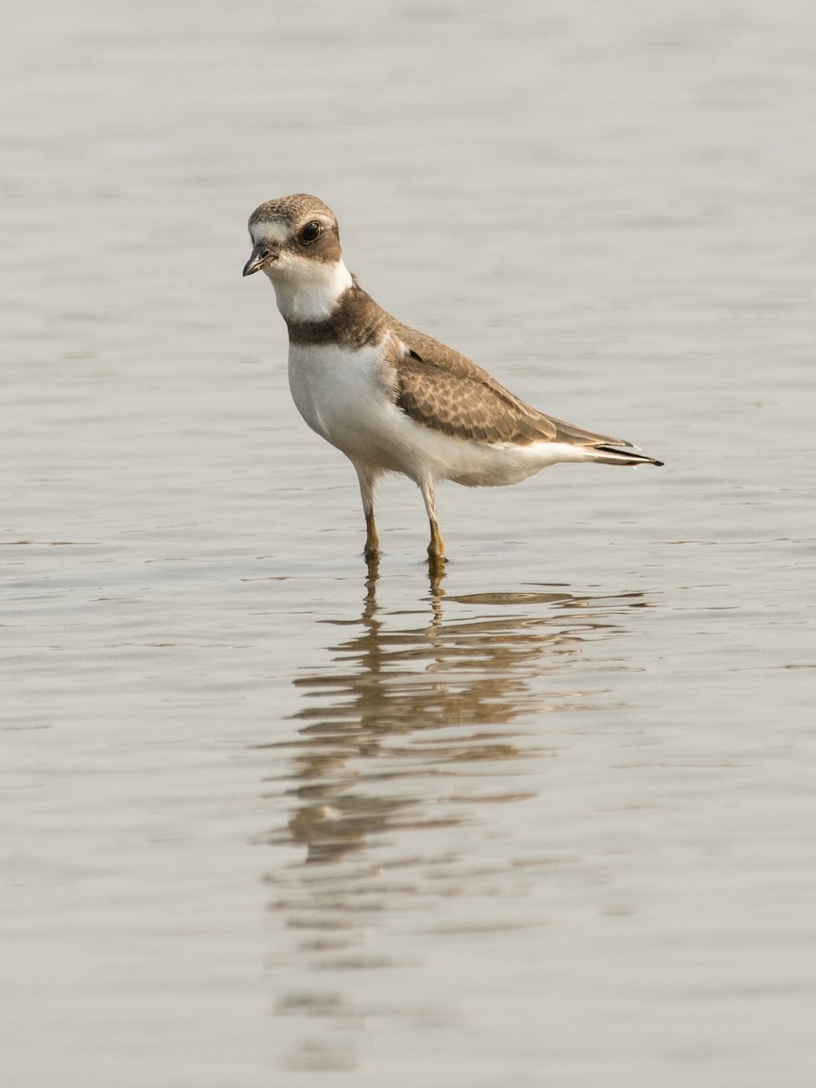 Semipalmated Plover - T I