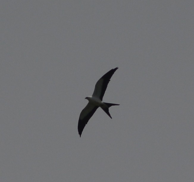 Swallow-tailed Kite - ML111125481