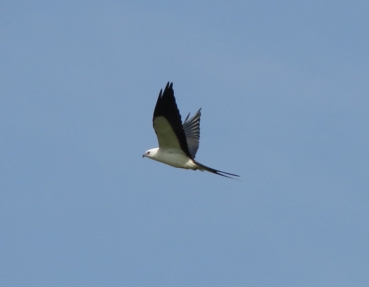 Swallow-tailed Kite - ML111133941