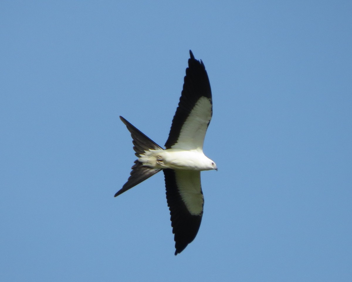 Swallow-tailed Kite - ML111133981