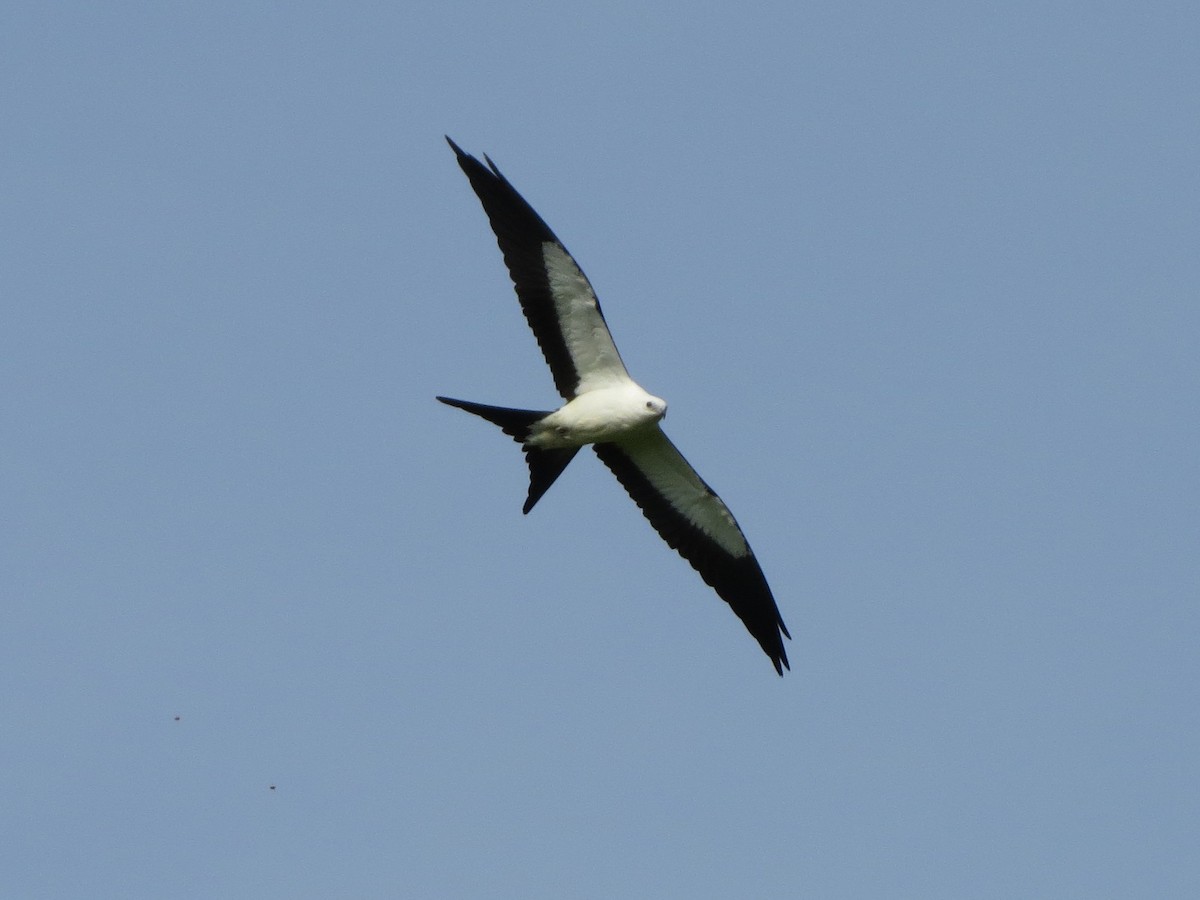 Swallow-tailed Kite - ML111134061