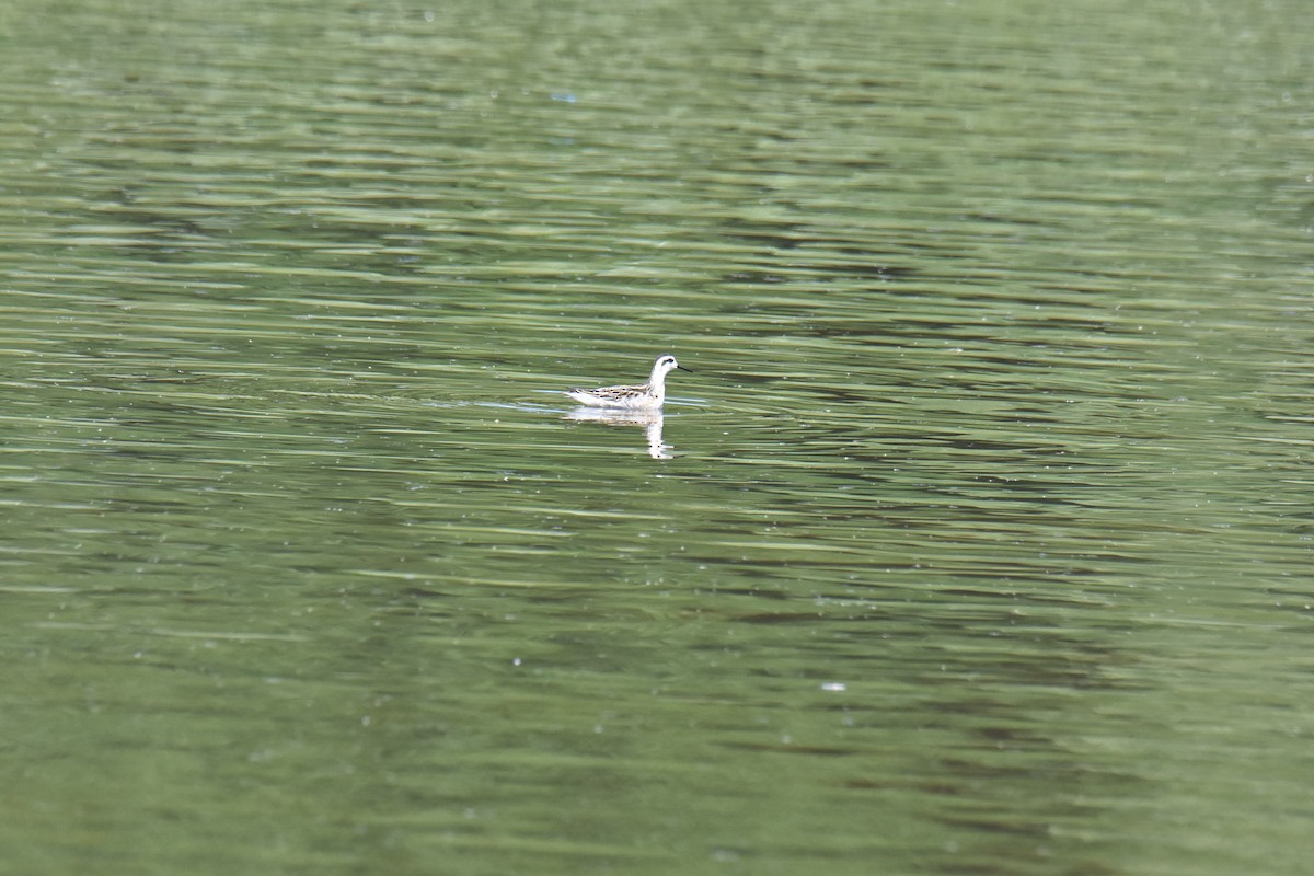 Red-necked Phalarope - france dallaire