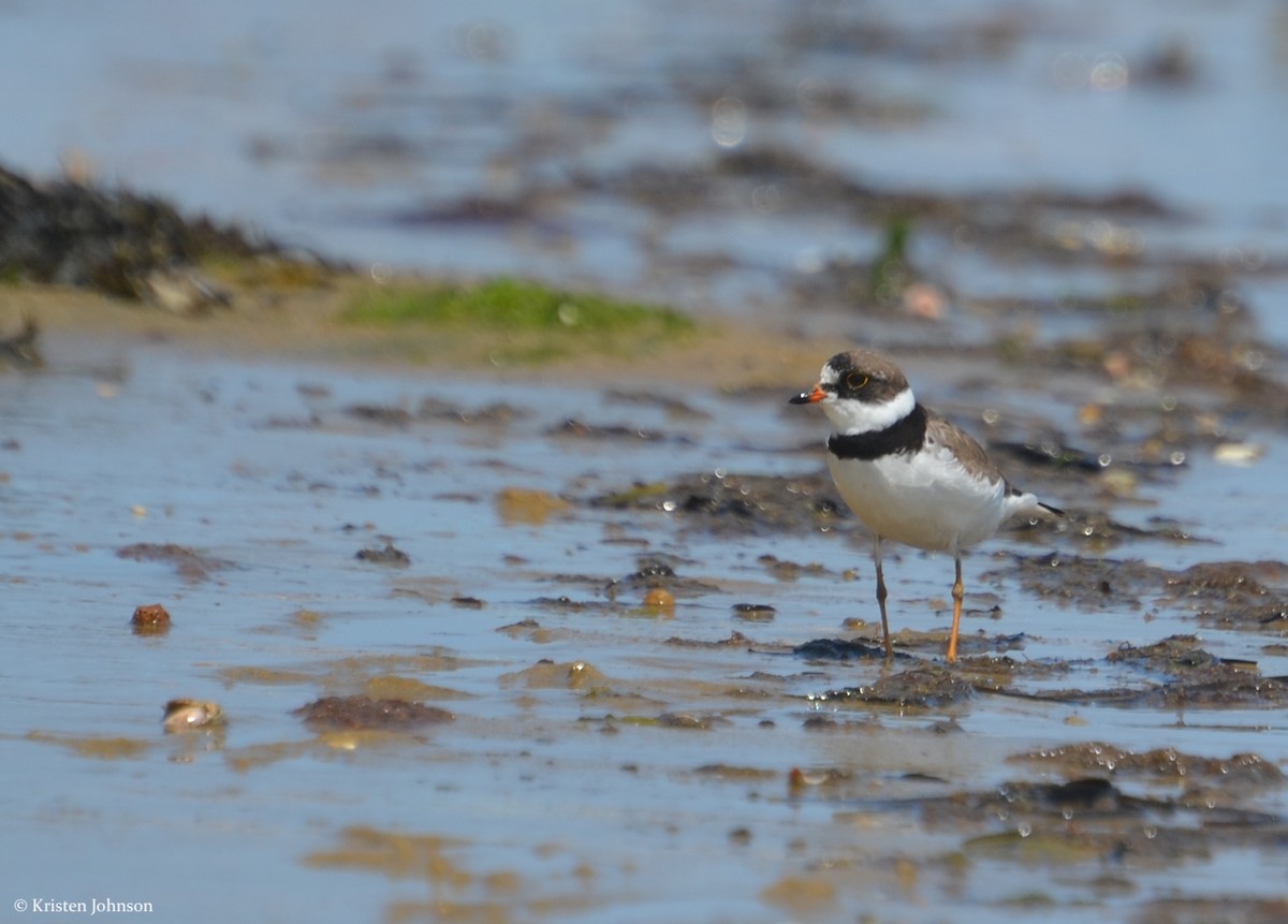 Semipalmated Plover - ML111139081