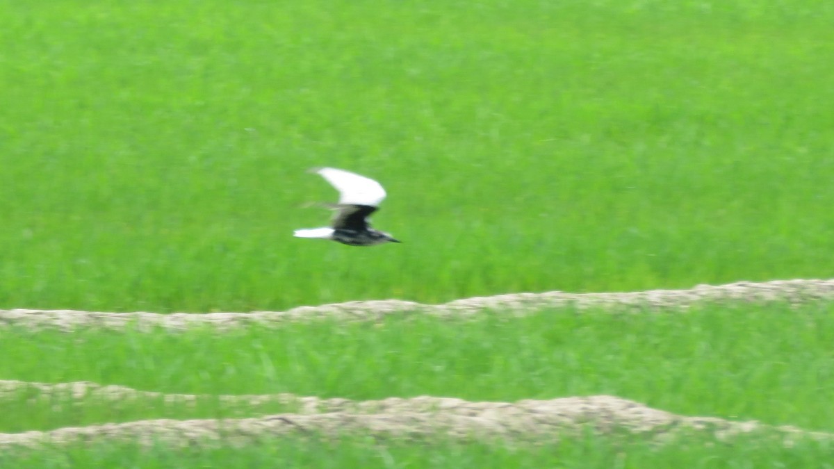 White-winged Tern - ML111139881
