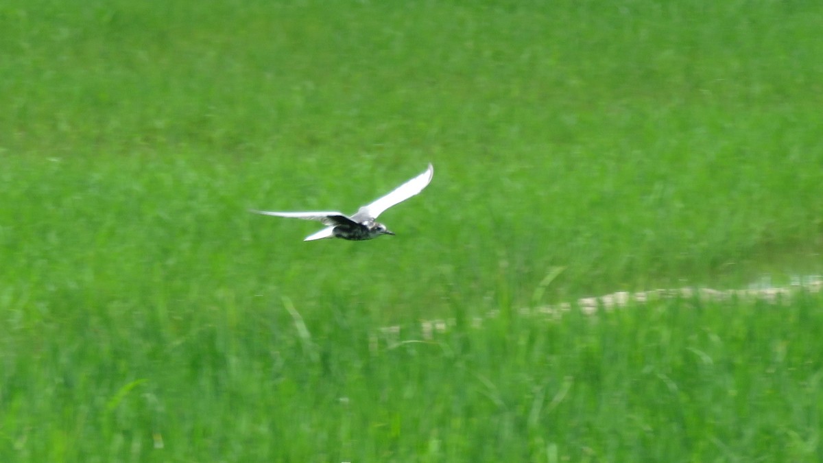 White-winged Tern - ML111139901