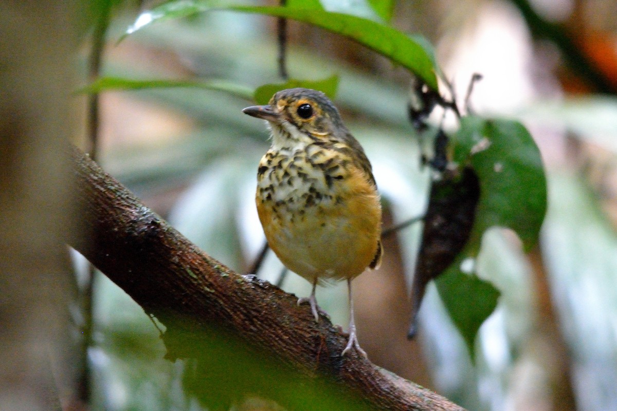 Spotted Antpitta - ML111140361