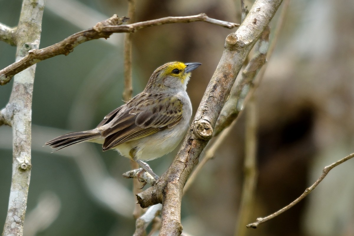 Yellow-browed Sparrow - Rodrigo Ferronato