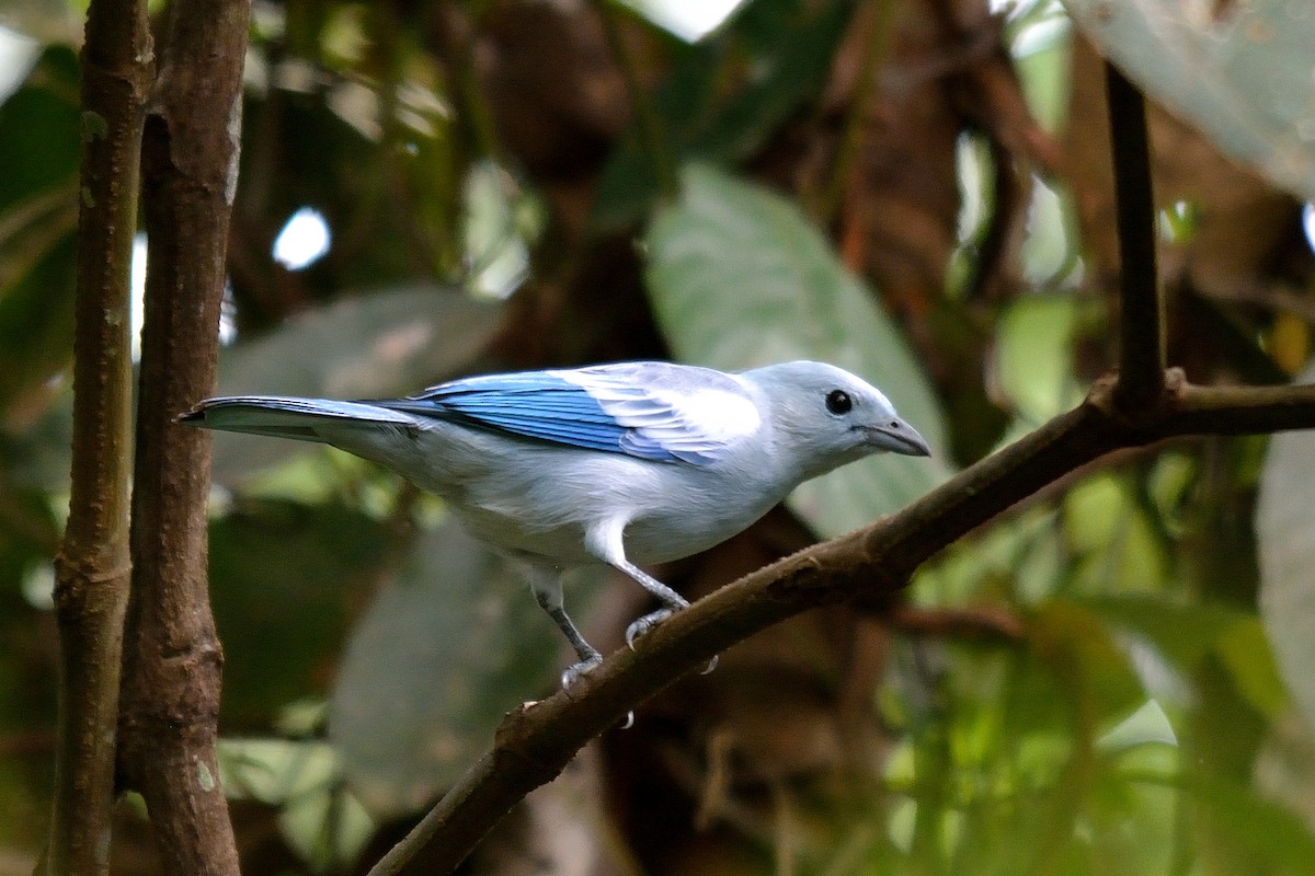 Blue-gray Tanager - ML111140591