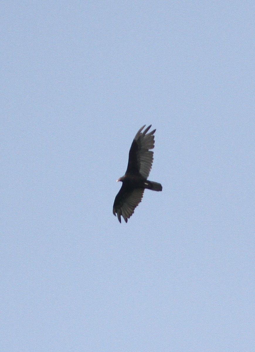 Turkey Vulture - ML111140891
