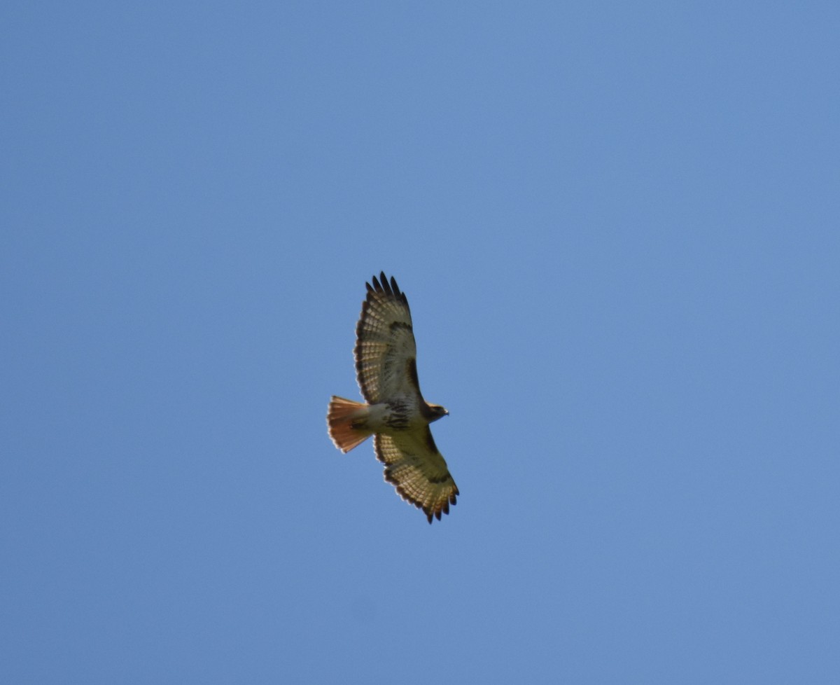 Red-tailed Hawk - ML111141031