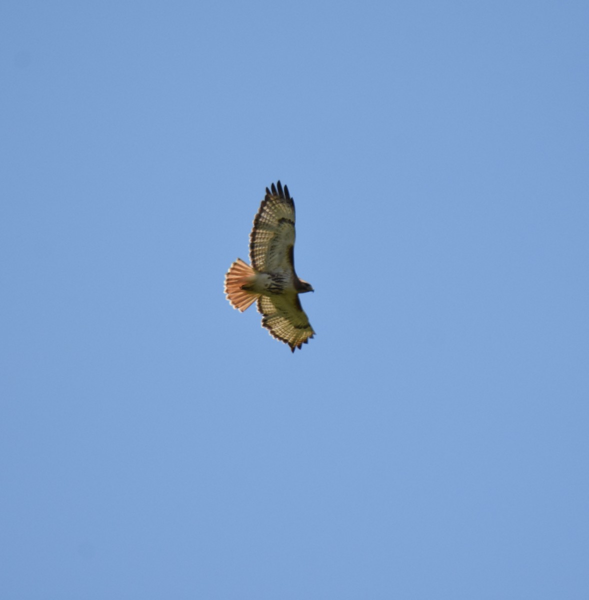 Red-tailed Hawk - ML111141041