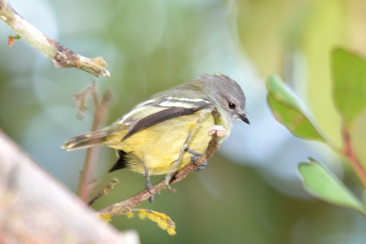 Yellow-crowned Tyrannulet - ML111141701