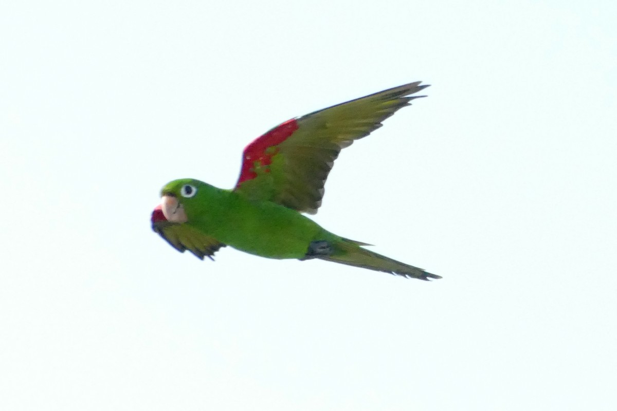 Hispaniolan Parakeet - Marlene De La Cruz-Guzman