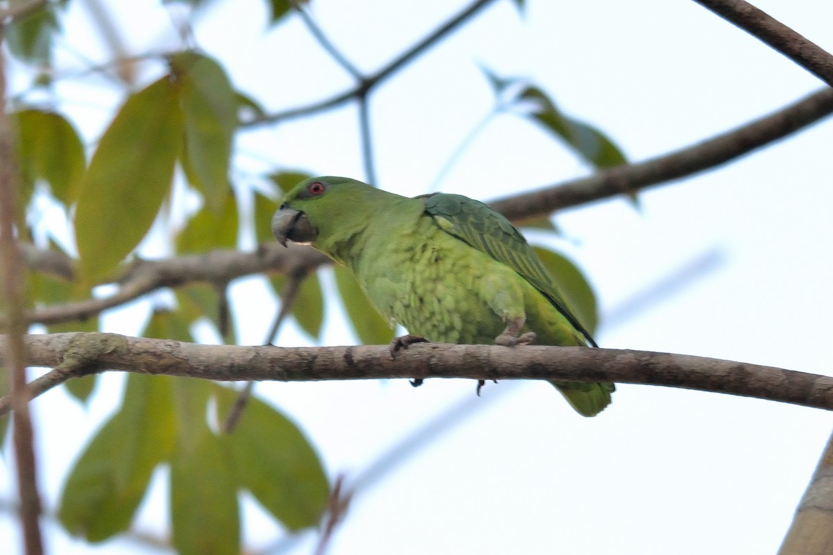 Short-tailed Parrot - Rodrigo Ferronato