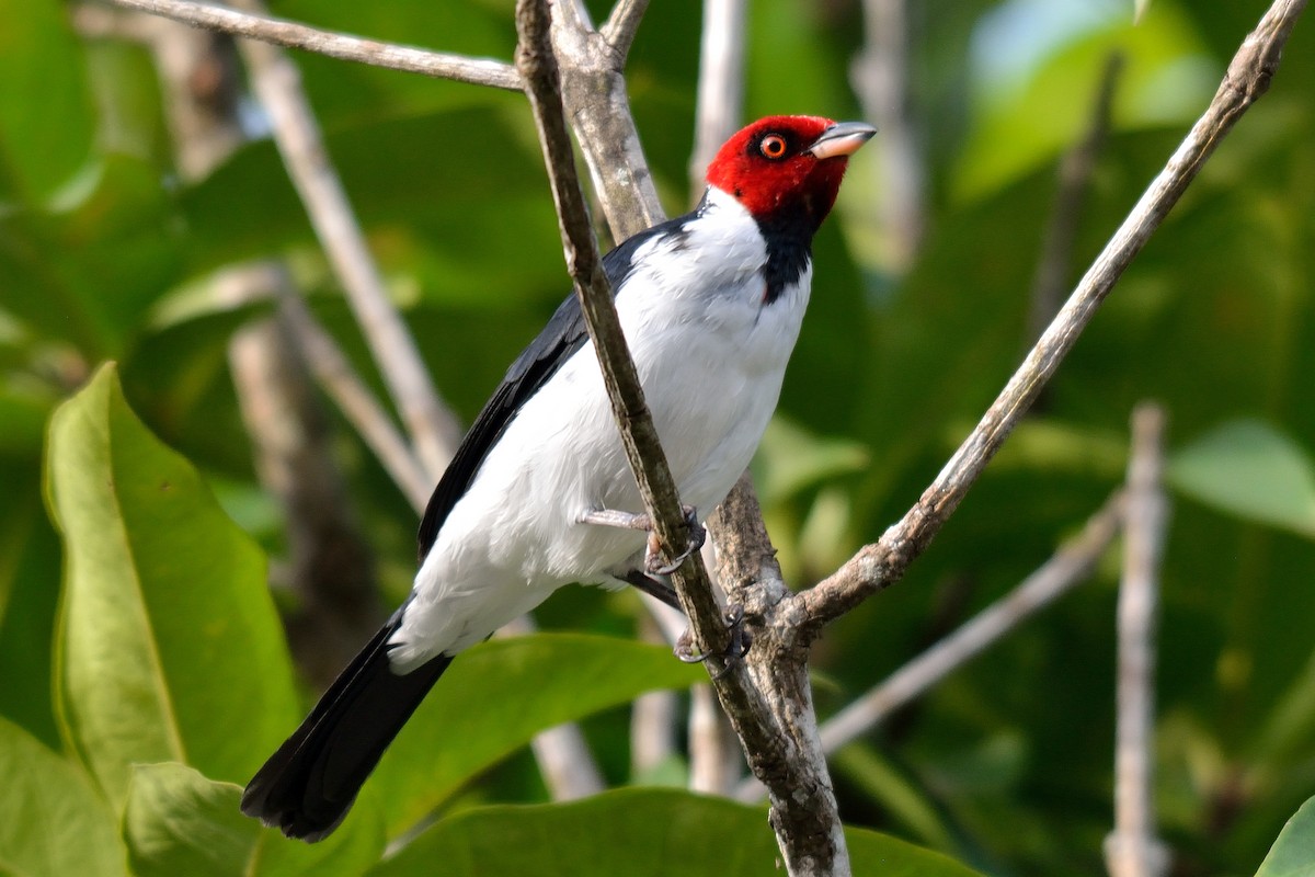 Red-capped Cardinal - ML111142661