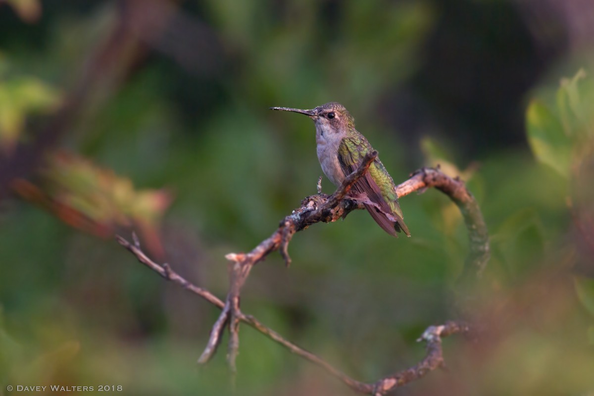 Ruby-throated Hummingbird - Davey Walters