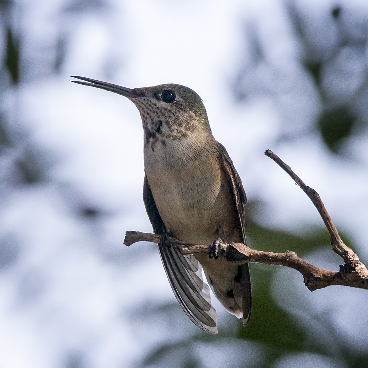 Calliope Hummingbird - Brian Peterson