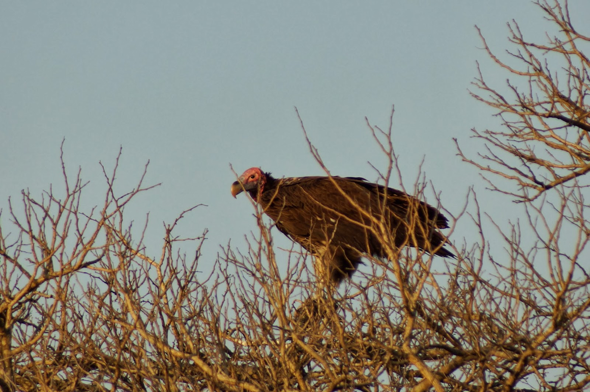 Lappet-faced Vulture - ML111146991