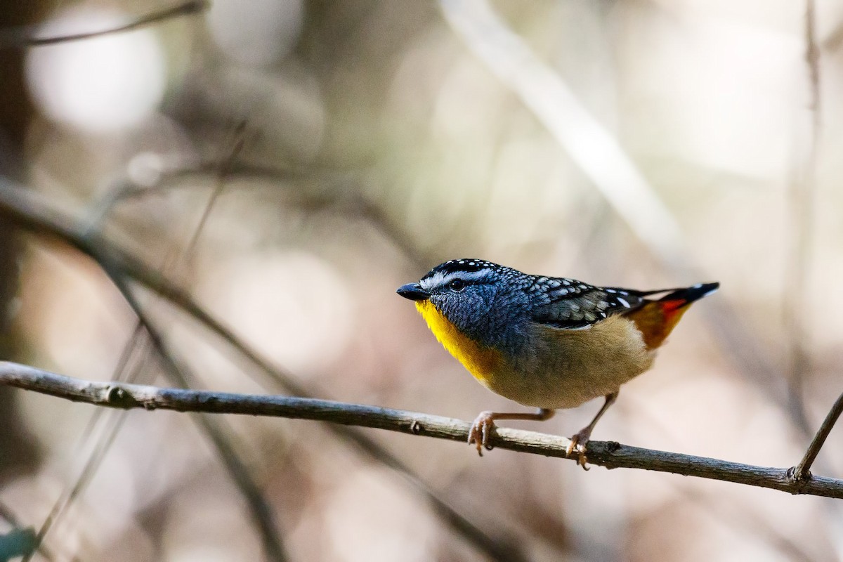Spotted Pardalote - ML111147261