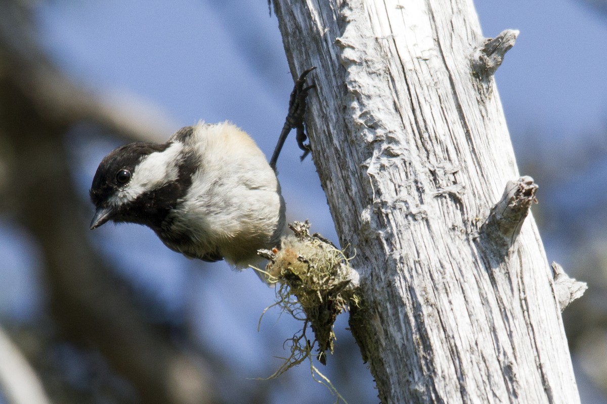 Black-capped Chickadee - Chase Moser