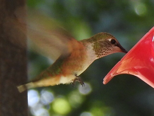 Rufous Hummingbird - ML111151691