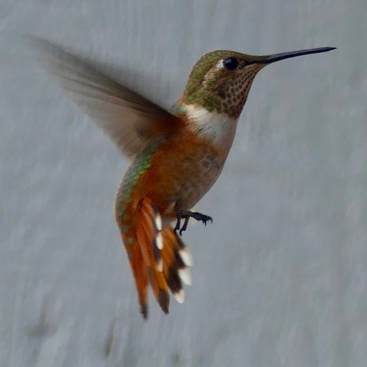 Rufous Hummingbird - Don Hall