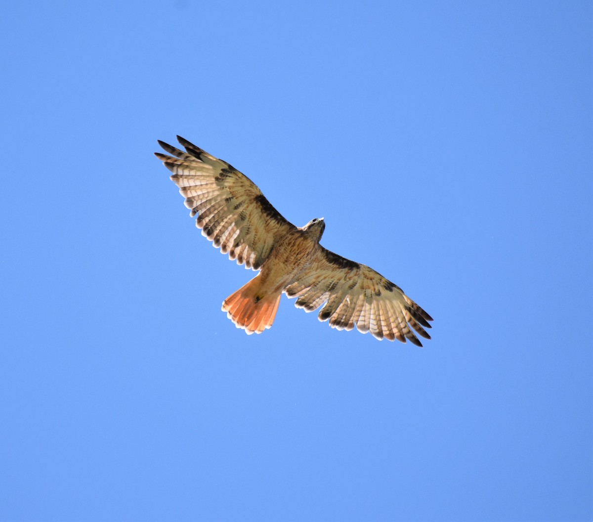 Red-tailed Hawk - Cody Russell