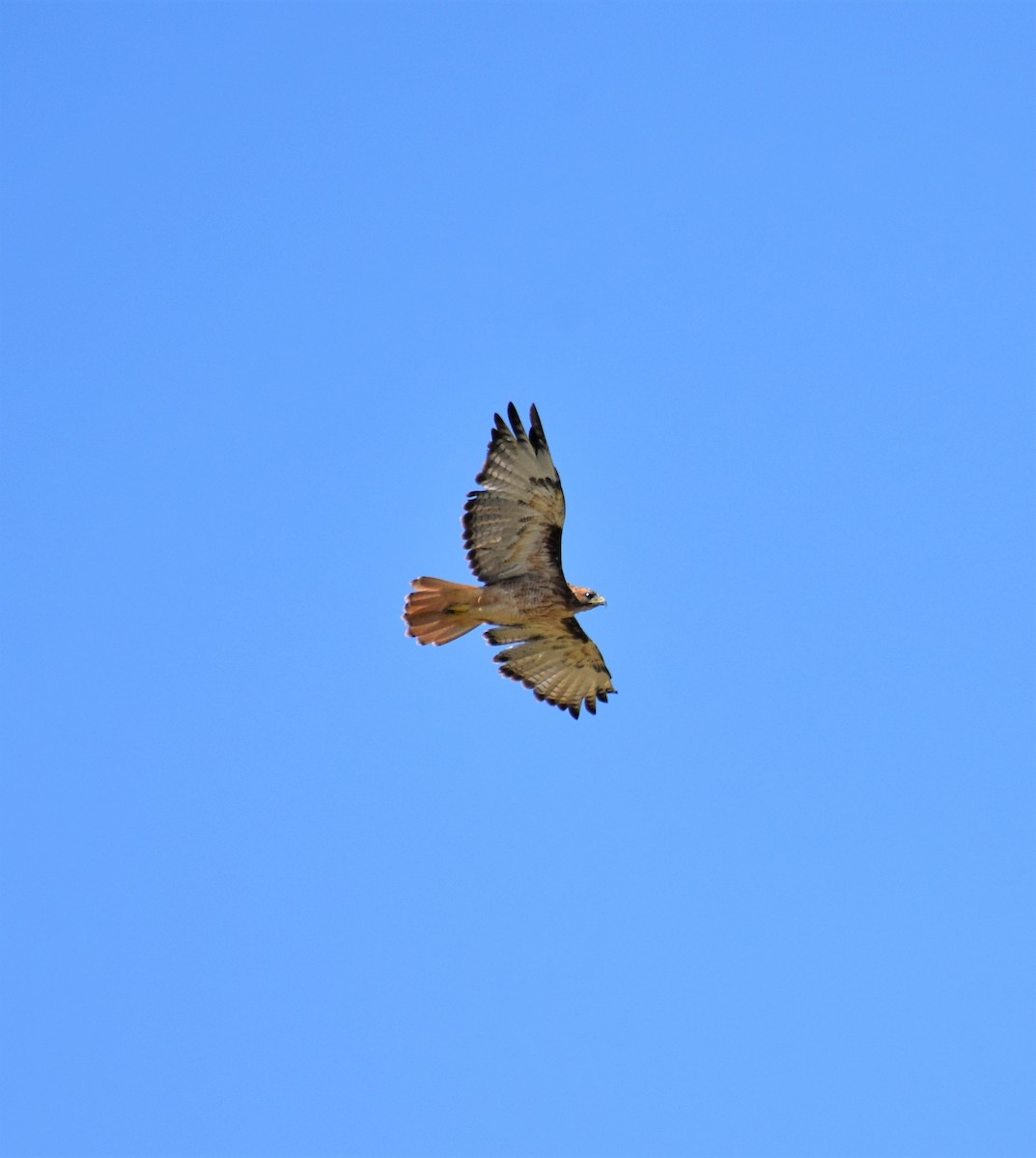 Red-tailed Hawk - Cody Russell