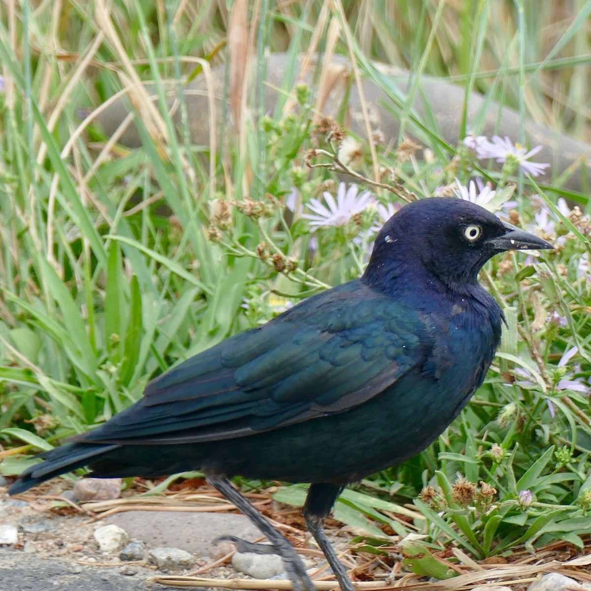 Common Grackle - Don Hall